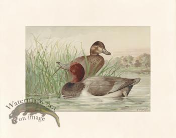 Pope 10 Red Head Duck